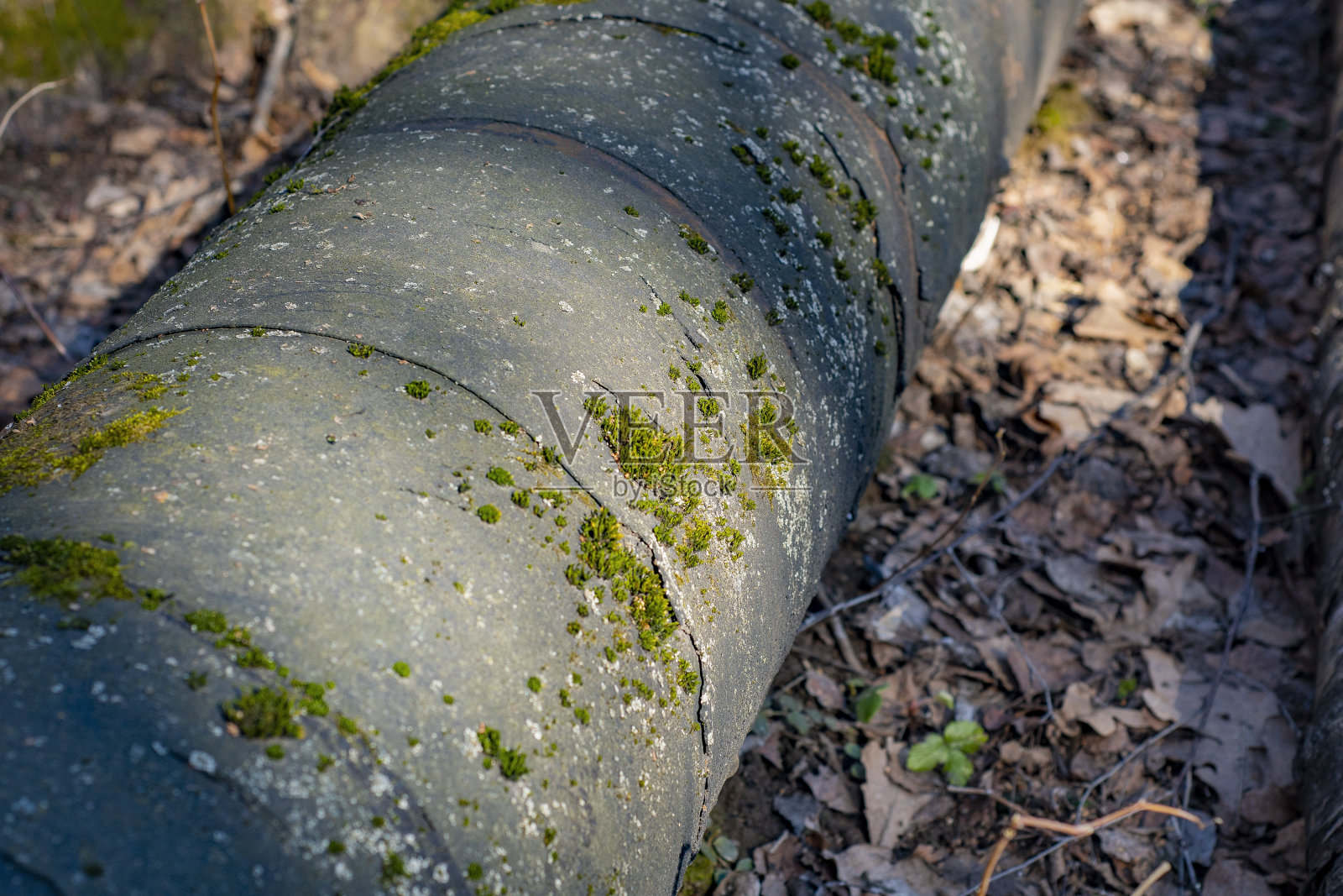 供暖的旧金属管道主要位于地面的森林里。长满苔藓和生锈的金属管。照片摄影图片