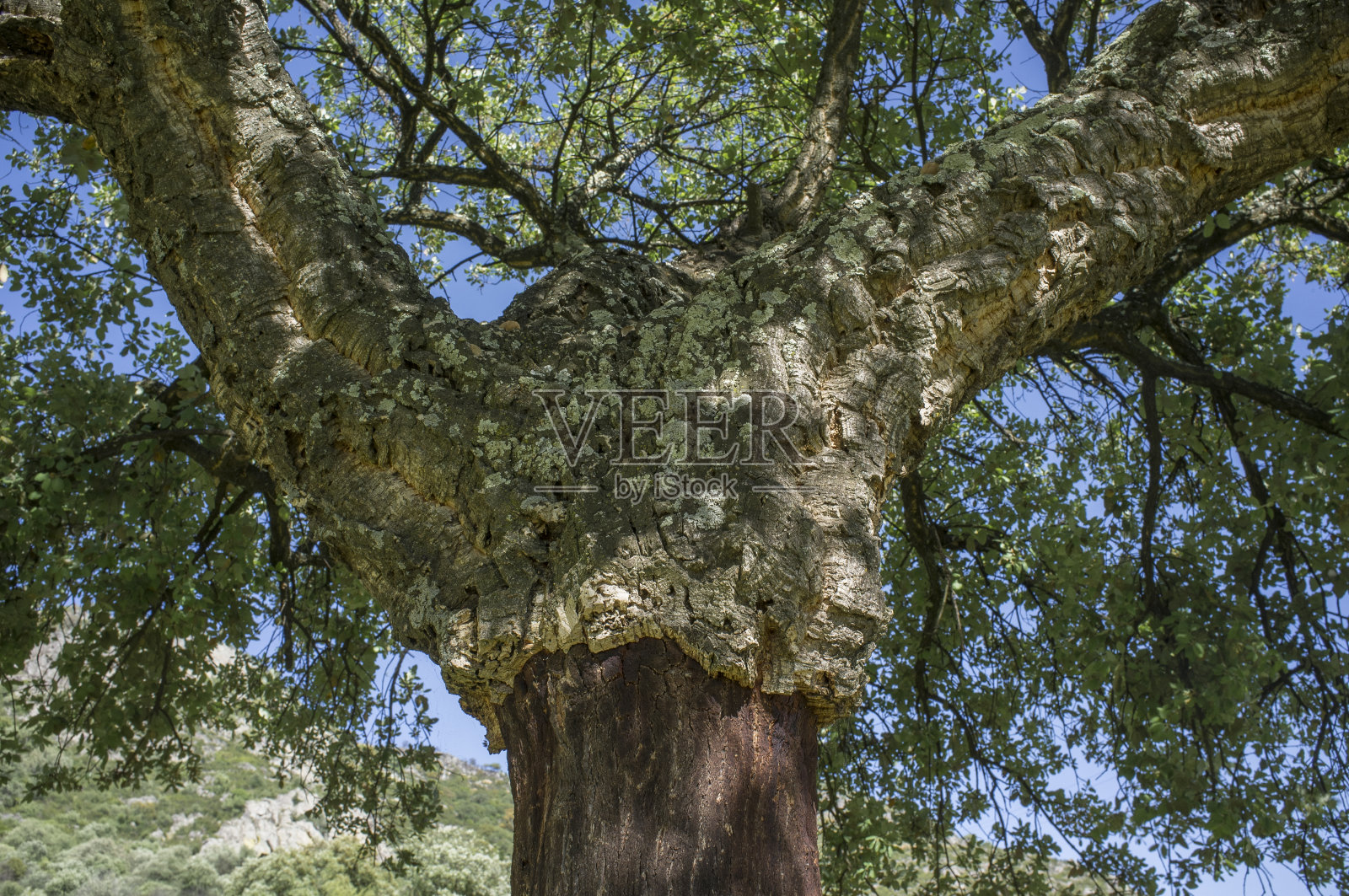 软木橡树的树干在软木收获后照片摄影图片