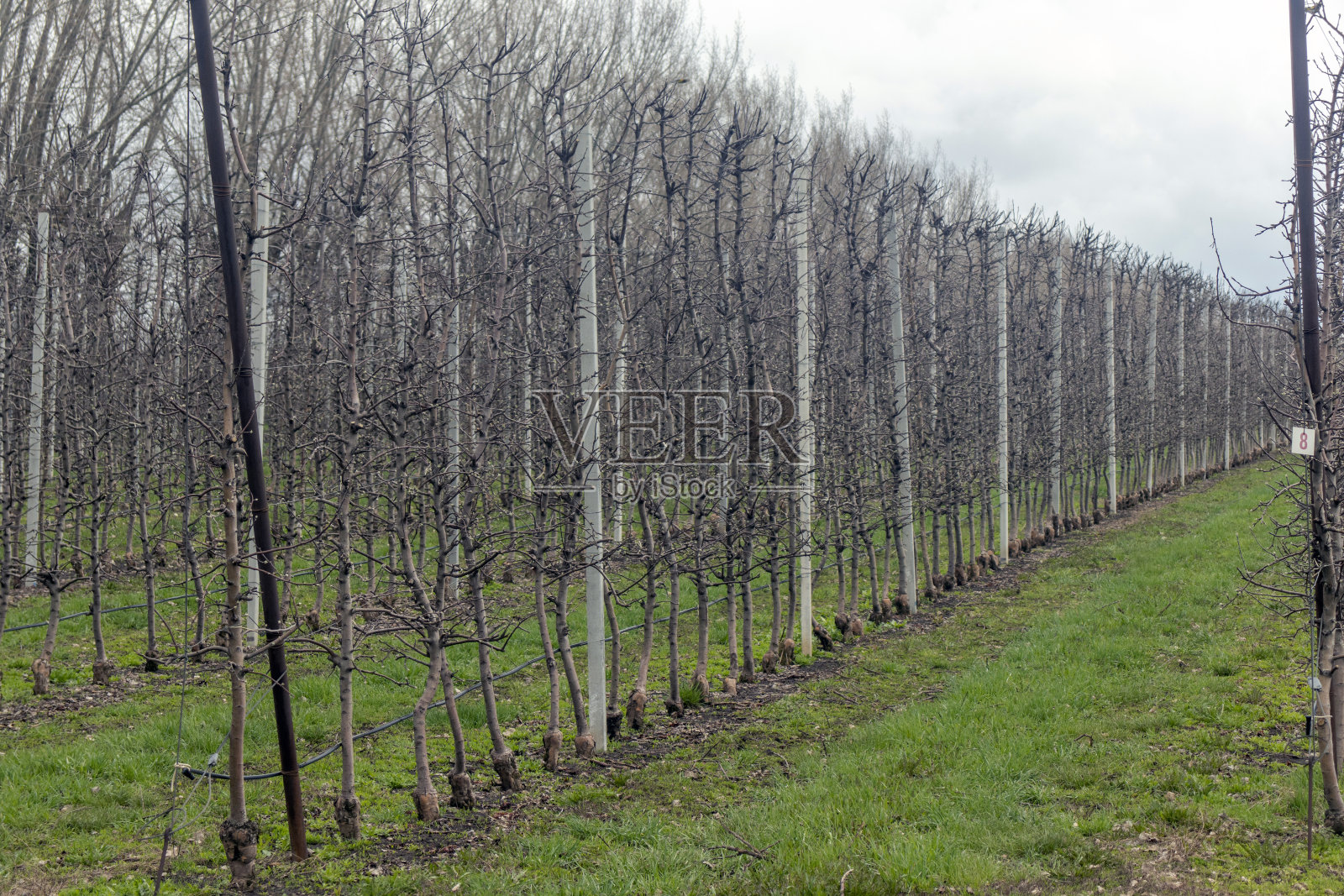 春天的果树苹果树在一个高科技的花园里,成排的树木一直延伸到远处照片摄影图片