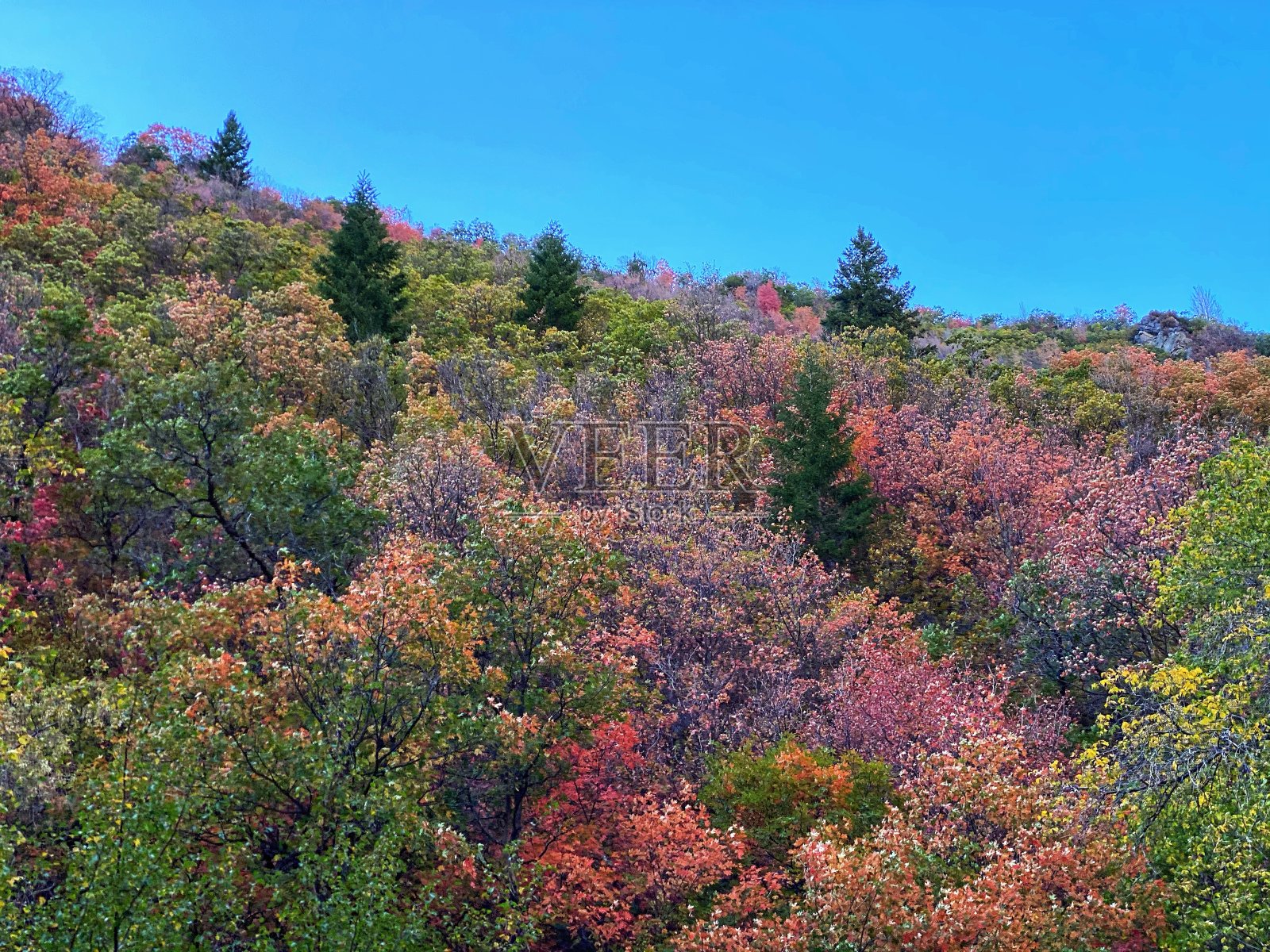 秋天五彩缤纷的树叶照片摄影图片