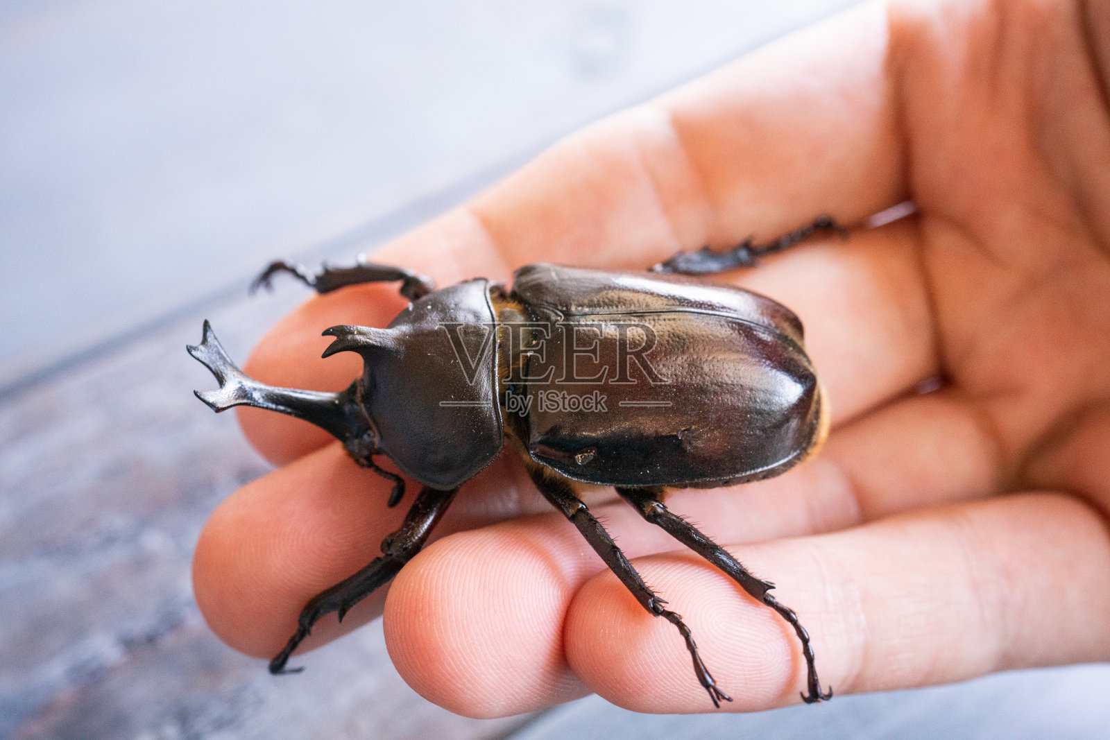 日本犀牛甲虫照片摄影图片