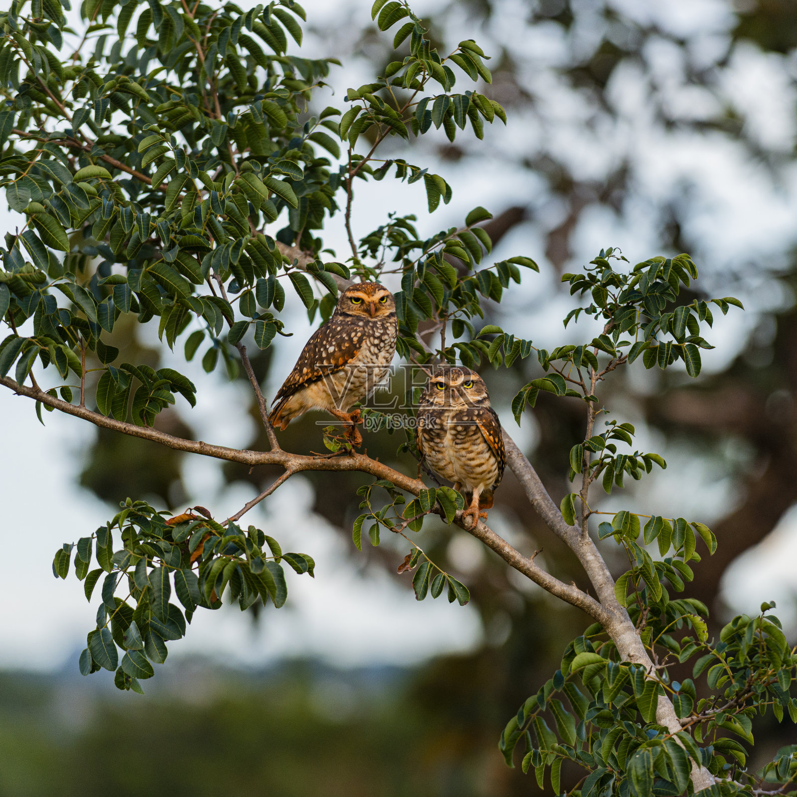 树枝上的一对猫头鹰照片摄影图片