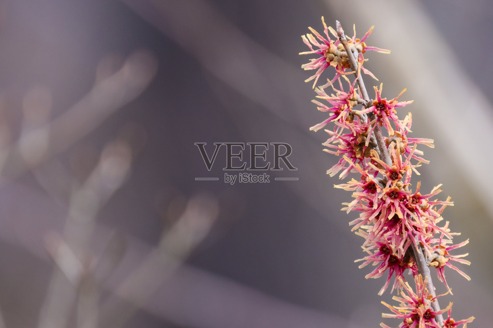 日本金缕梅花盛开照片摄影图片