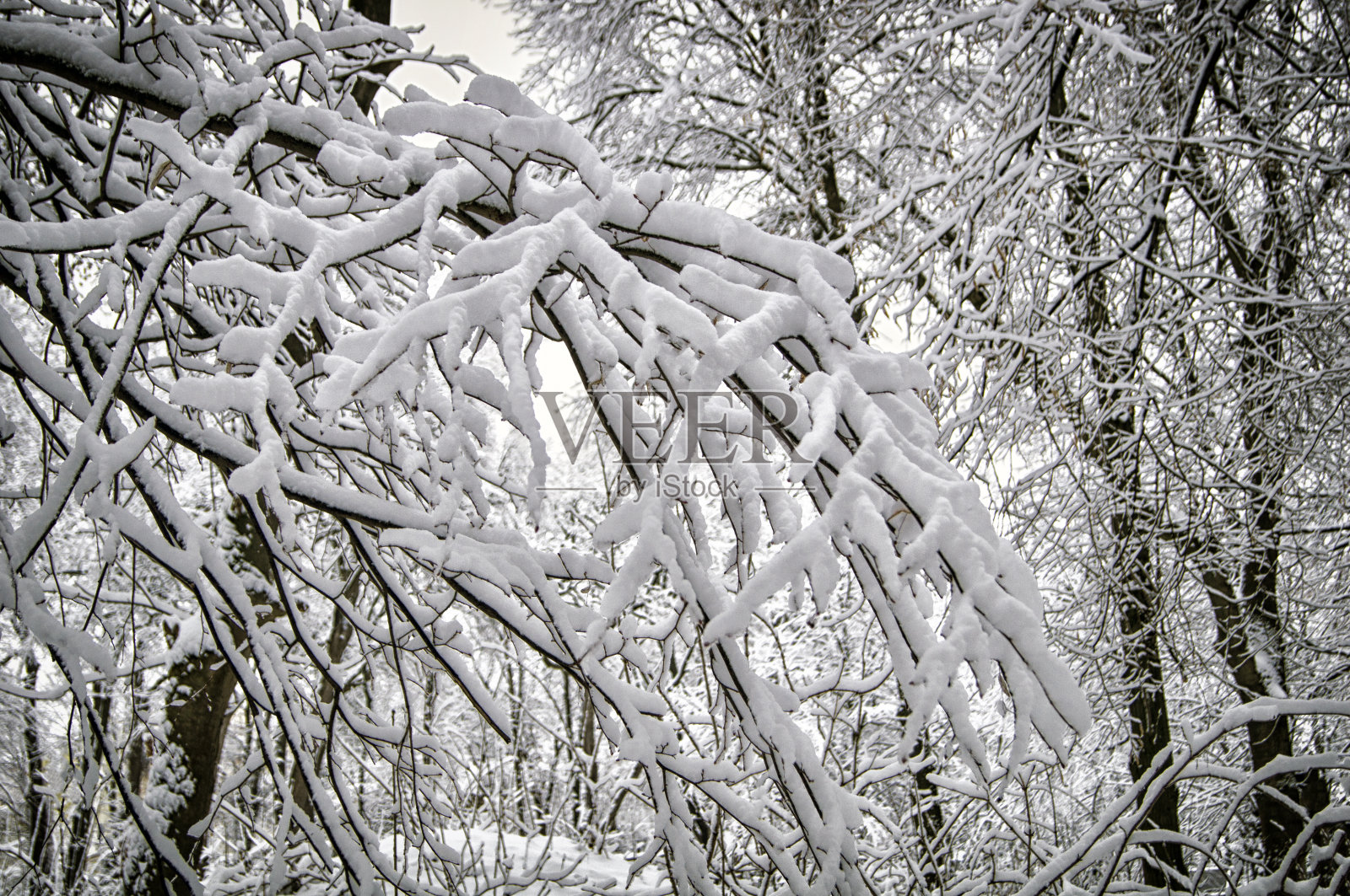 背景是一个冬天的风景,树在雪。照片摄影图片