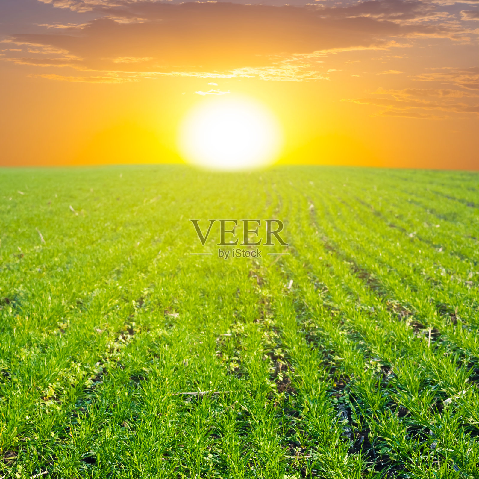 日落时的绿色田野照片摄影图片