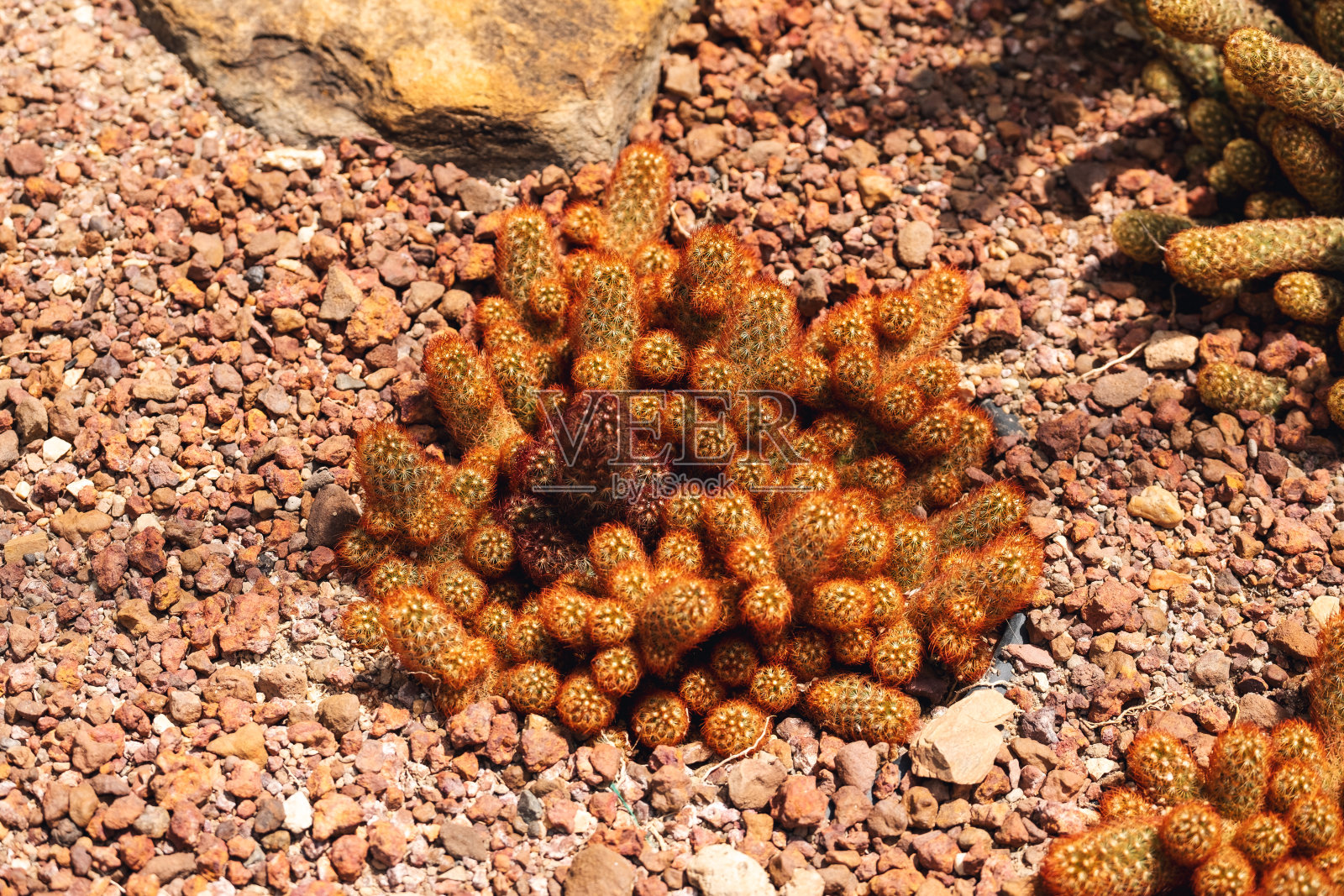 植物园内的仙人掌或金丝仙人掌或长乳香照片摄影图片