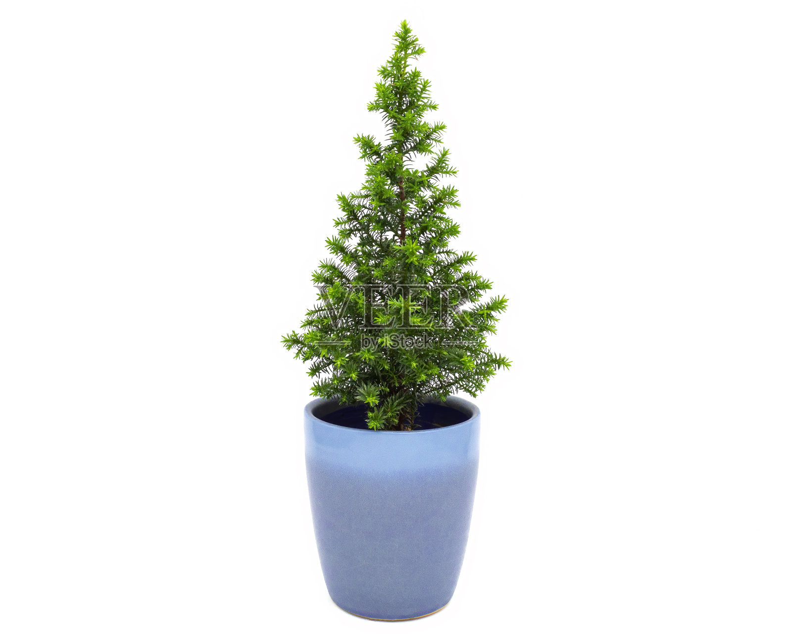 一棵人造冷杉放在一个被孤立在白色背景上的罐子里照片摄影图片