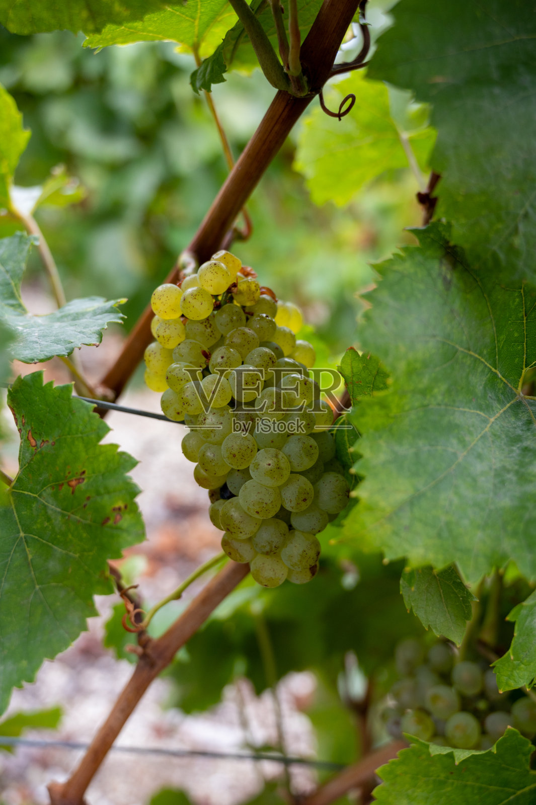 风景与绿色的特级葡萄园附近埃佩尔内,地区香槟,法国在雨天。白霞多丽葡萄在白垩质土壤上的栽培。照片摄影图片