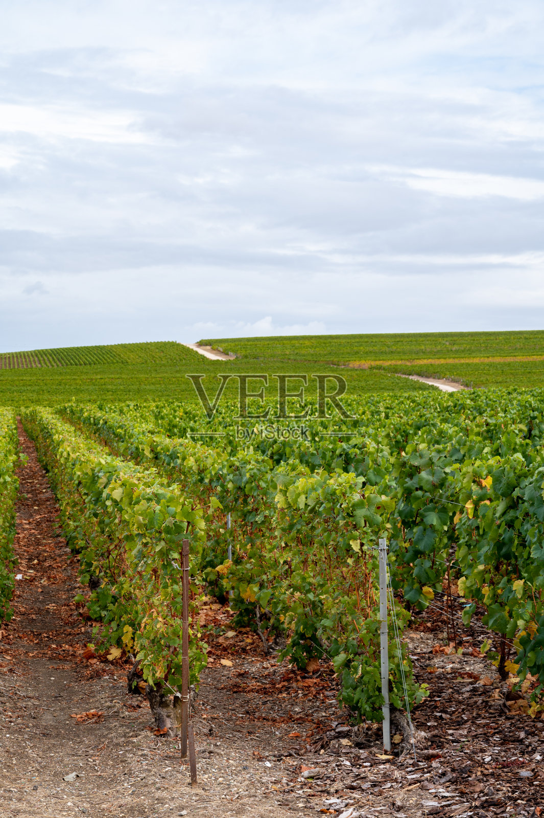 风景与绿色的特级葡萄园附近埃佩尔内,地区香槟,法国在雨天。白霞多丽葡萄在白垩质土壤上的栽培。照片摄影图片