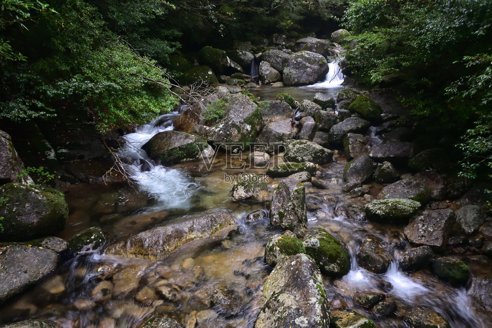 日本屋久岛的雪松林深处照片摄影图片
