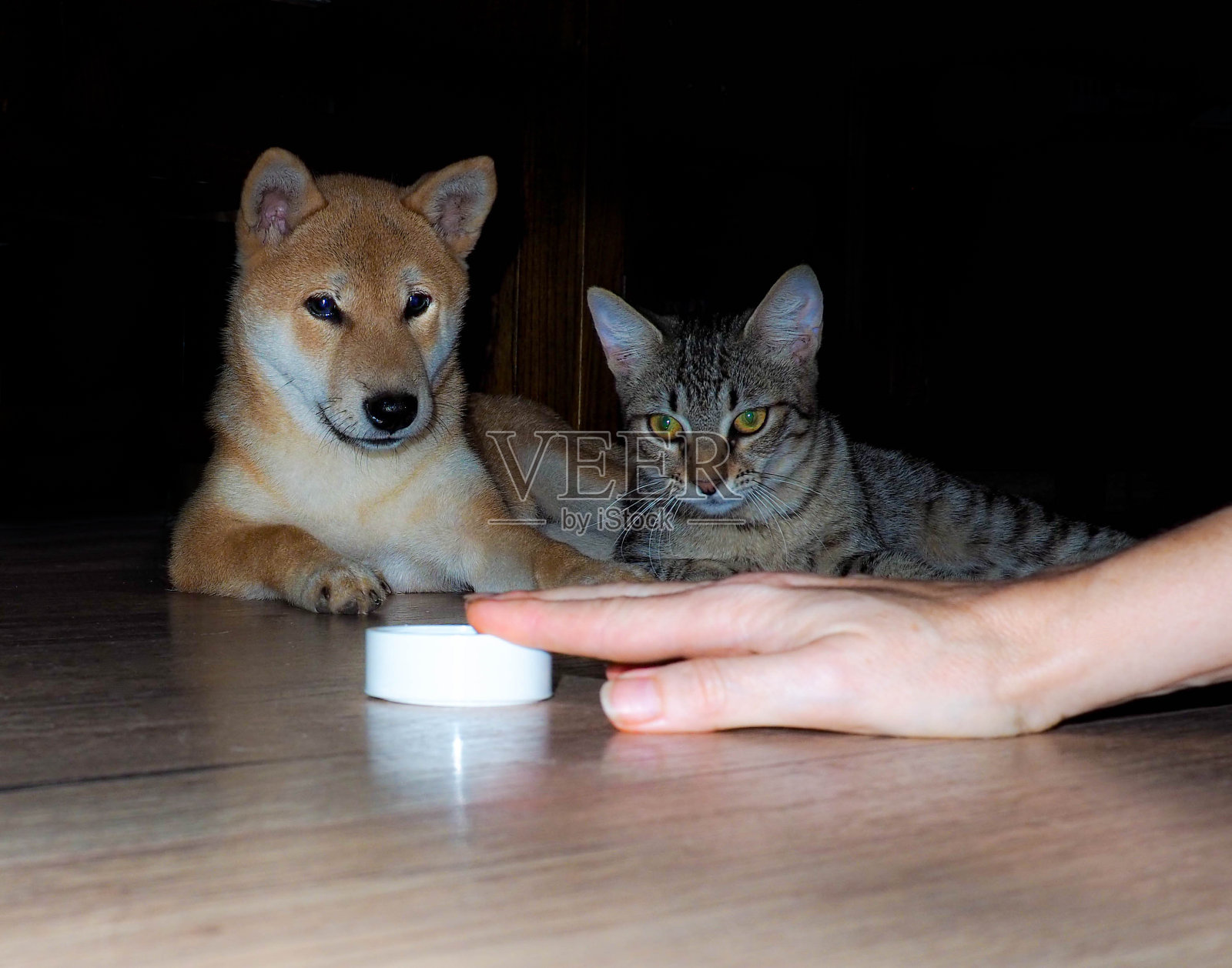 柴犬小狗和他的朋友灰猫照片摄影图片