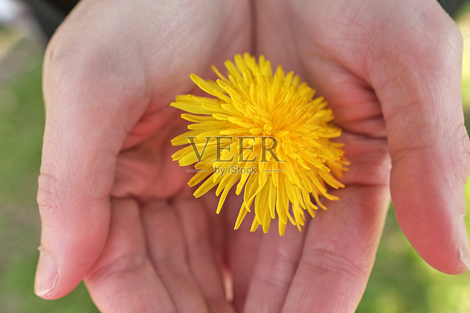 女性手上的黄色蒲公英花的特写照片摄影图片