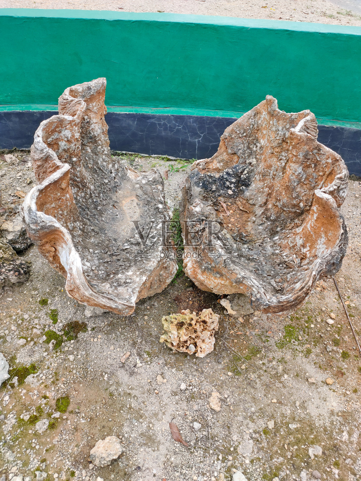 贝壳照片摄影图片