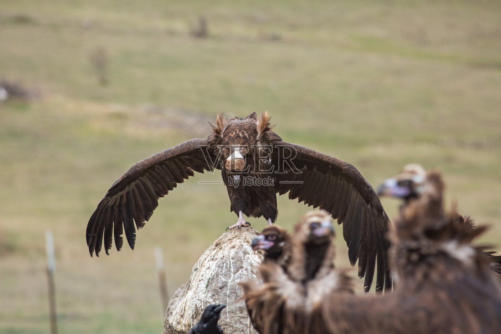 灰色的秃鹰照片摄影图片
