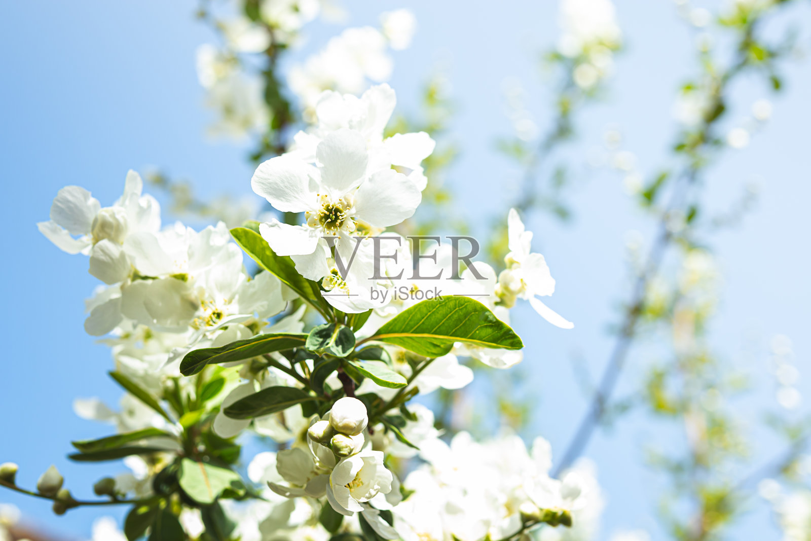 迎春花照片摄影图片