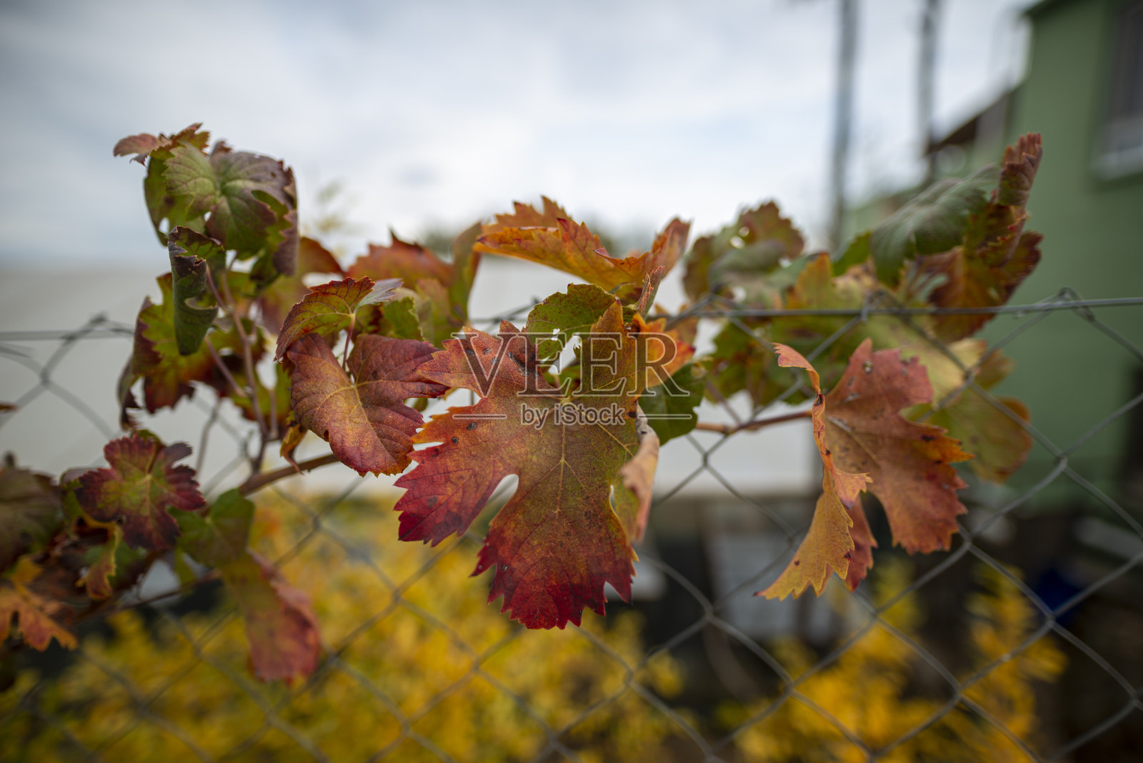 葡萄叶子在美妙的秋天色调。照片摄影图片