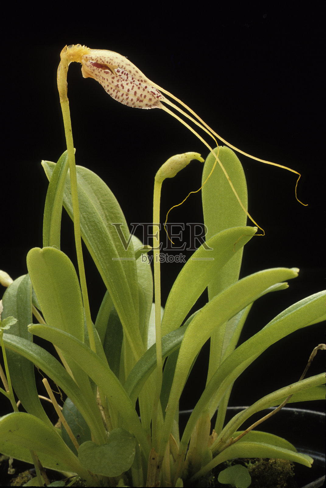 Masdevallia兰花照片摄影图片