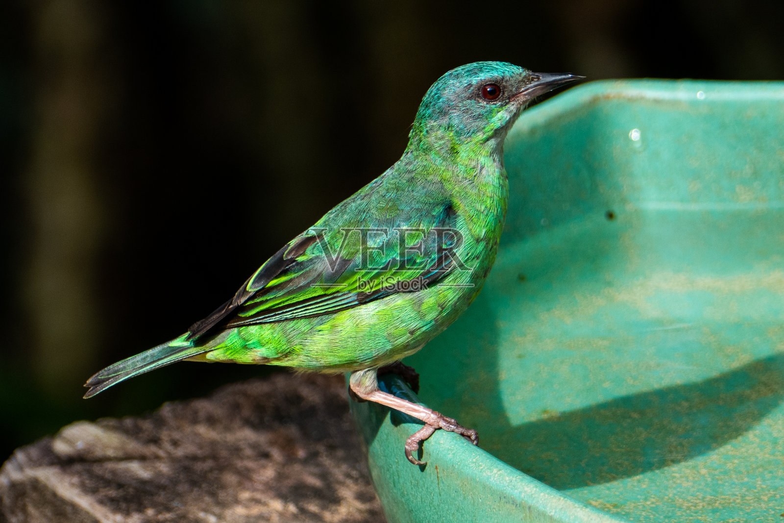 大西洋森林里的蓝色大鲵(大鲵)照片摄影图片
