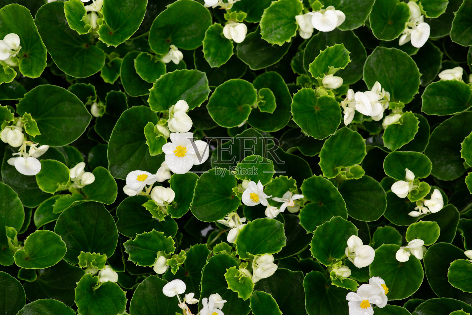 美丽的装饰植物和花卉生意在春天照片摄影图片