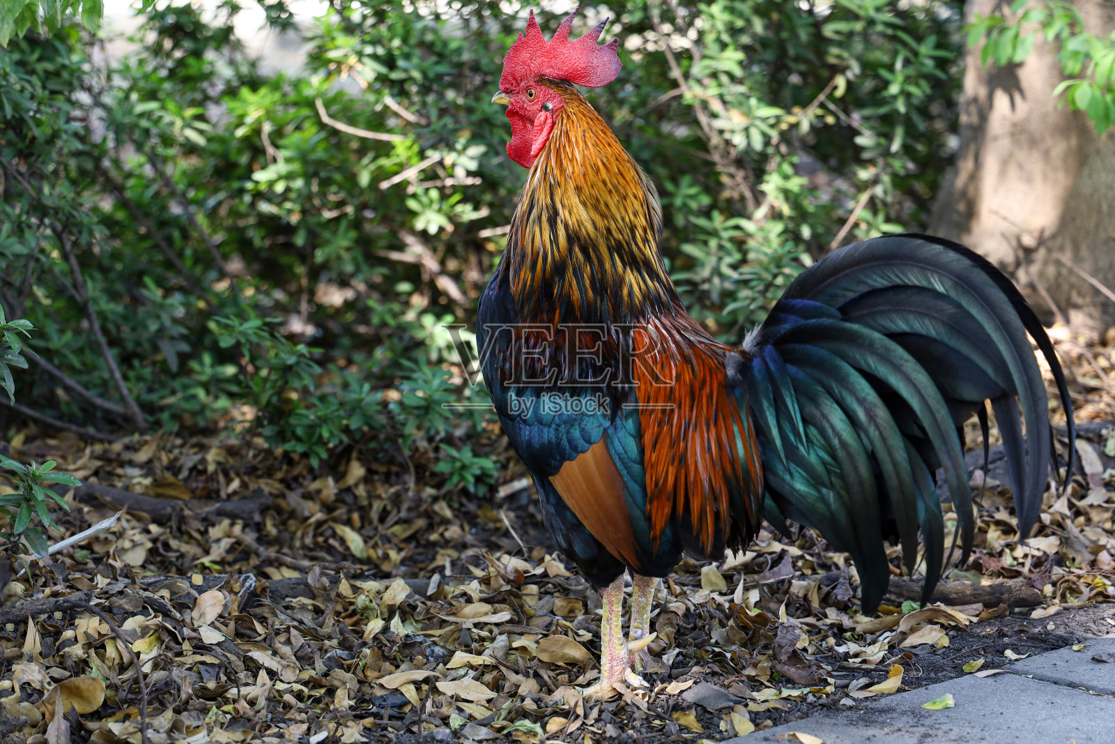 泰国花园自然农场里的斗鸡照片摄影图片