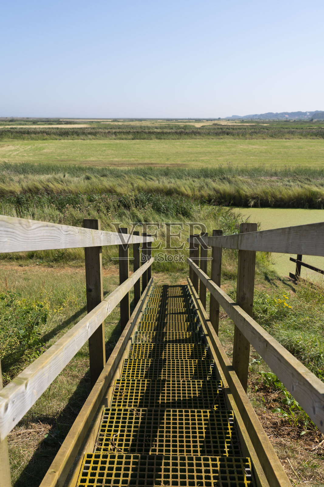 绿色植物照片摄影图片