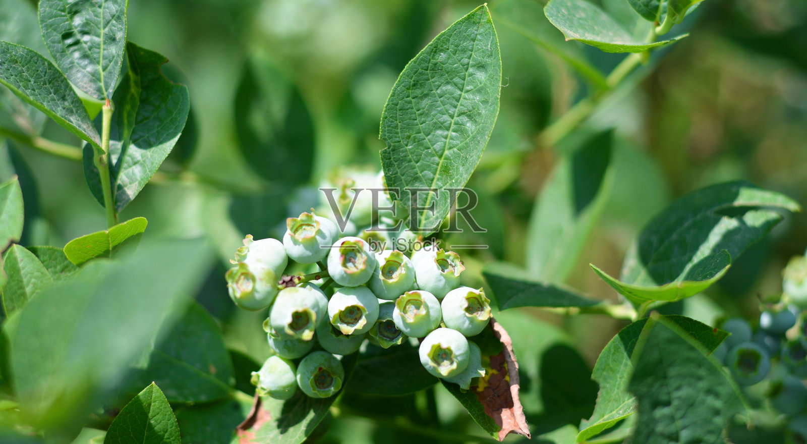 成熟黑莓照片摄影图片