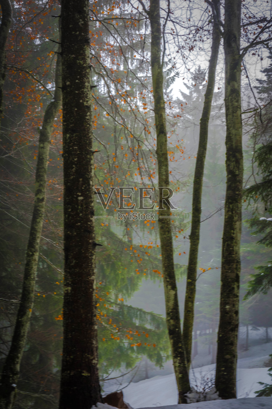 冬季在布伦塔的森林白云岩照片摄影图片