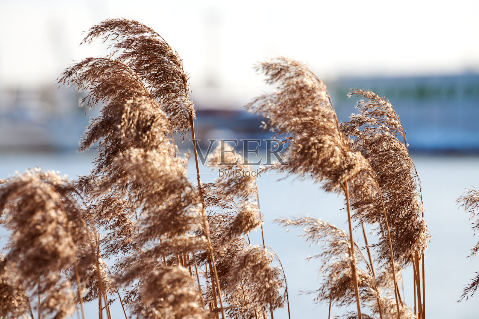 干芦苇茎河岸,工业背景照片摄影图片