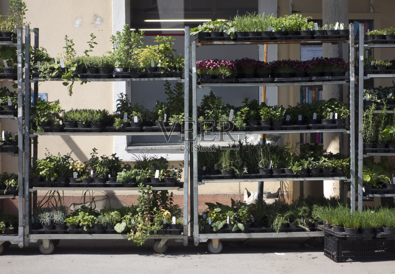 花卉在春天的园艺时间照片摄影图片