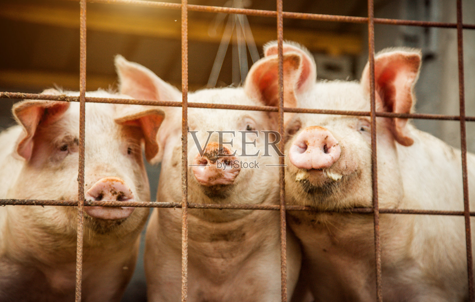 猪的画像照片摄影图片