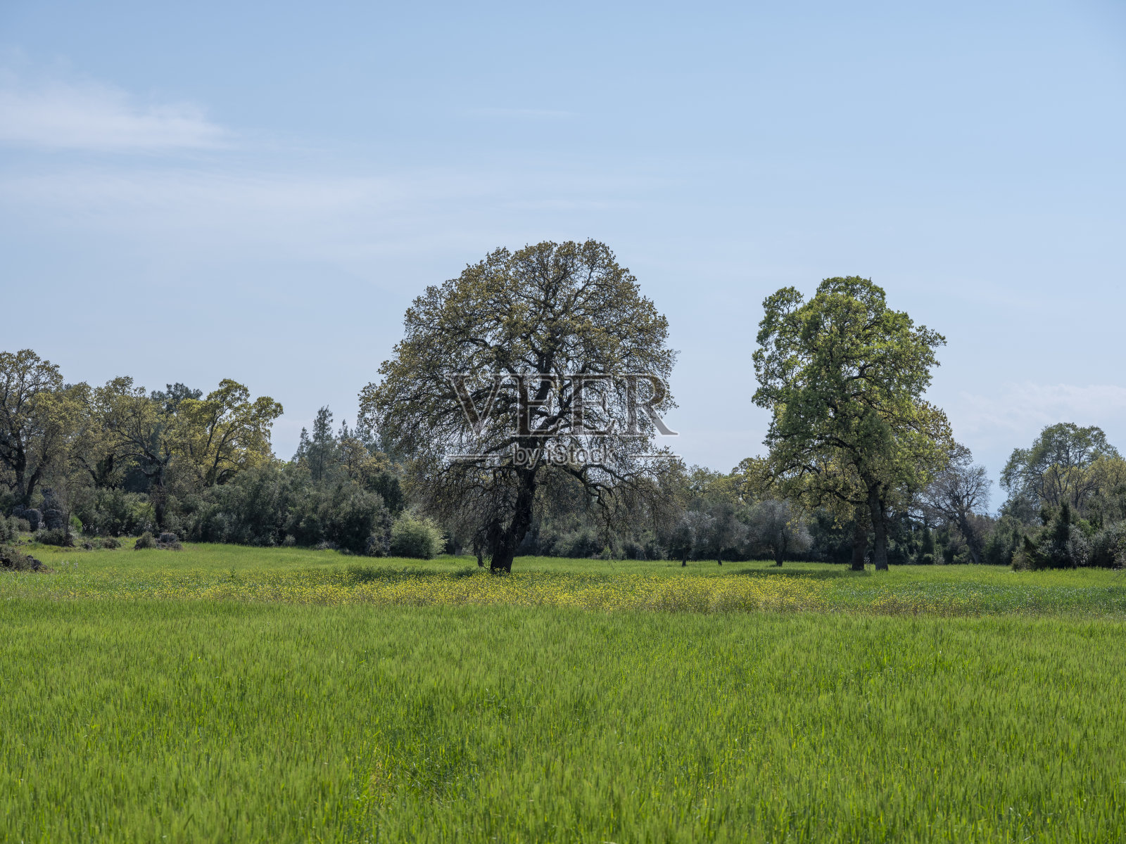 绿色的麦田照片摄影图片