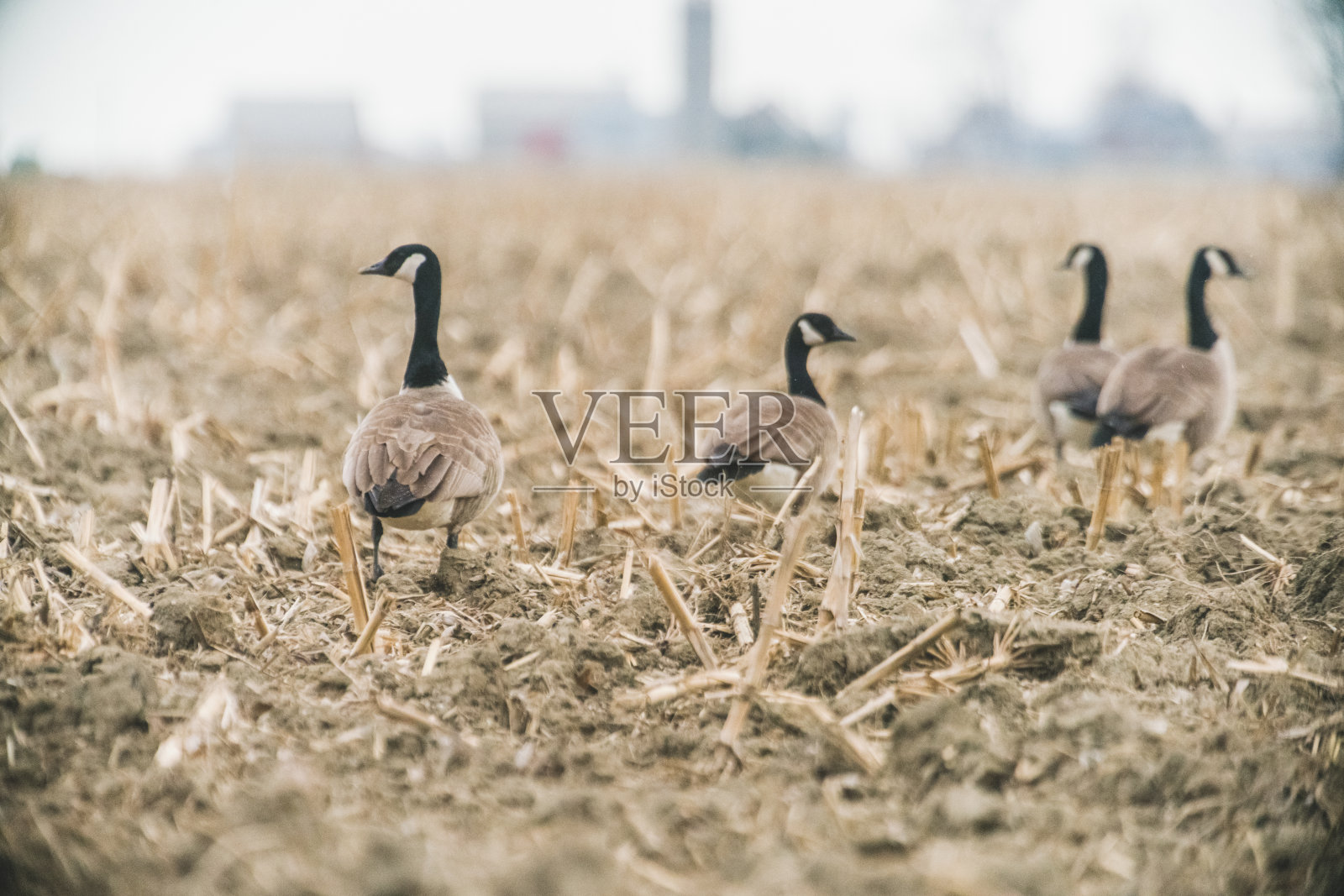 加拿大鹅照片摄影图片
