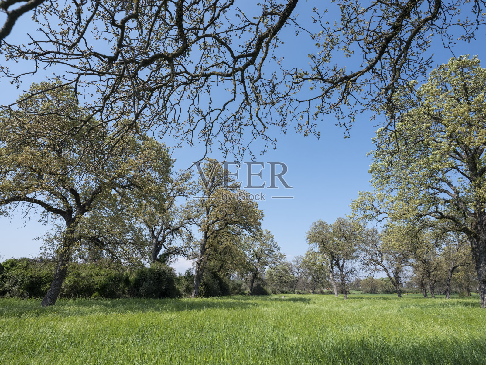 绿色的麦田照片摄影图片