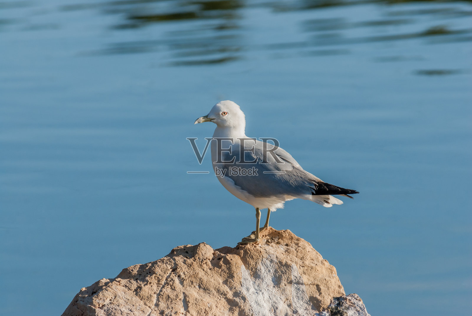 栖息在岩石上的环嘴鸥照片摄影图片