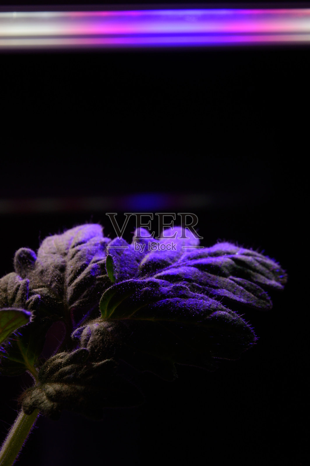 在植物灯的光照下,花盆里嫩芽的一片叶子。特写镜头。照片摄影图片