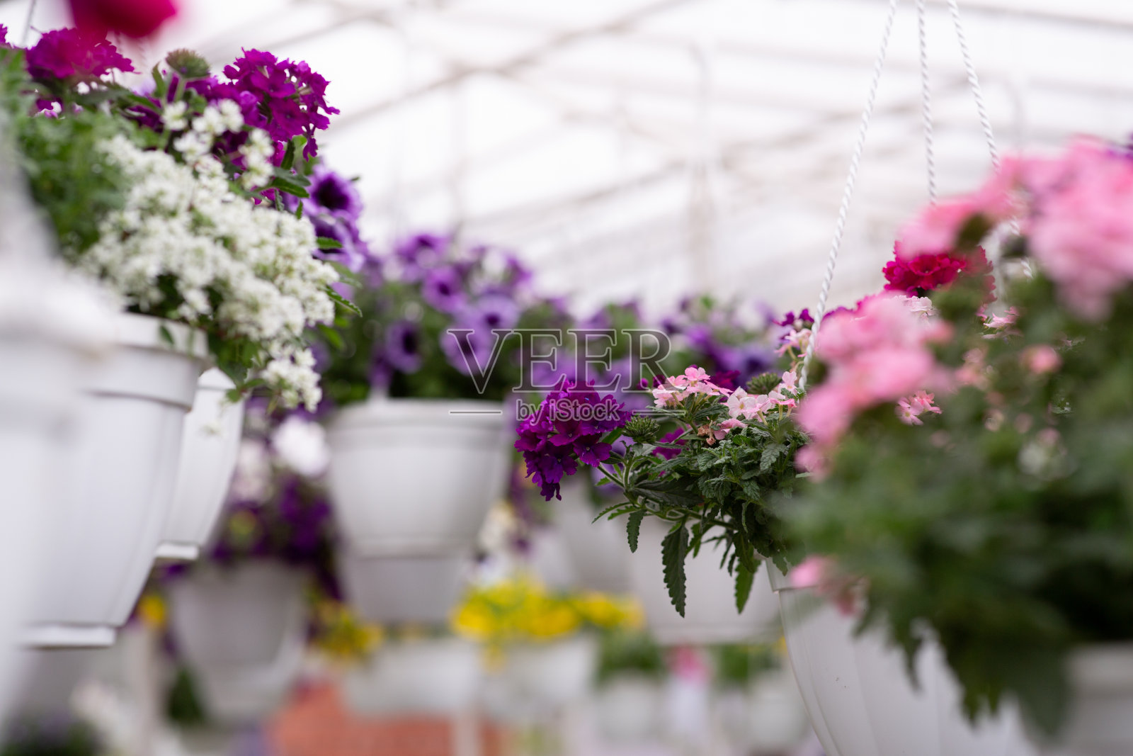 园林、花卉的生产、栽培、养护、销售照片摄影图片