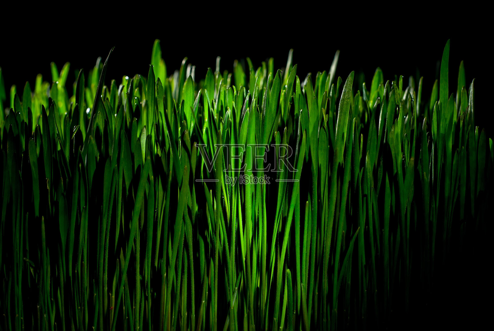 小麦微绿在黑色的背景。绿色茎的质地接近。作为一种艺术效果来对比戏剧性的光线。照片摄影图片