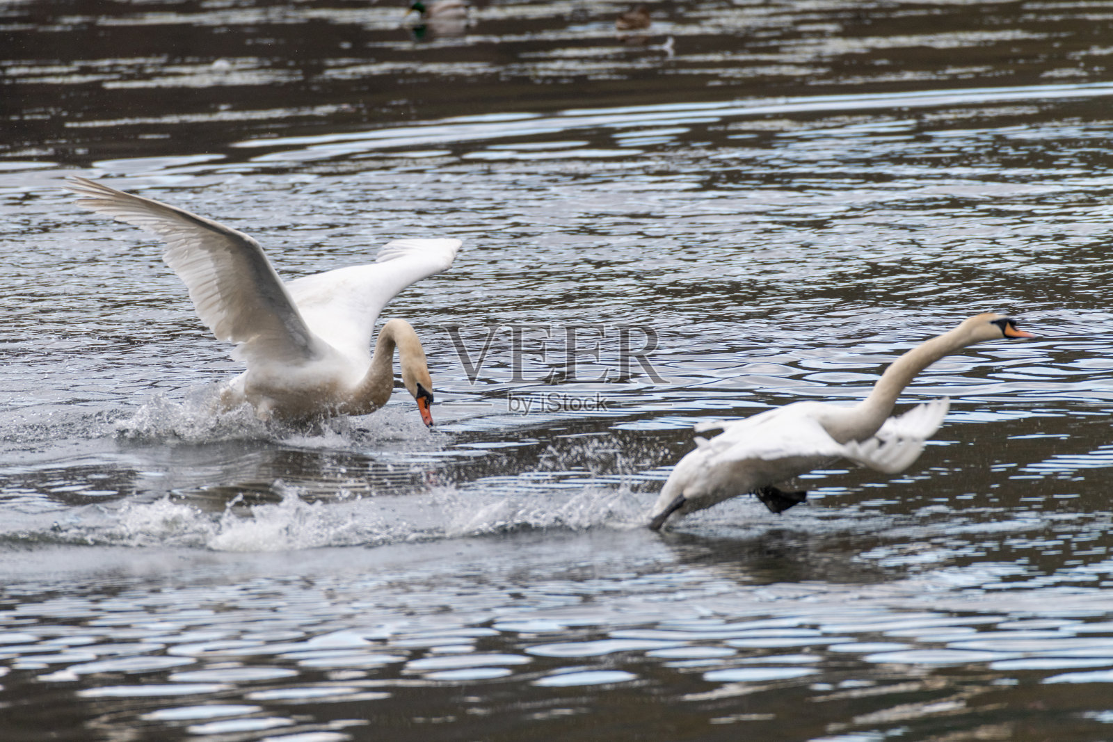 春天的座头天鹅照片摄影图片
