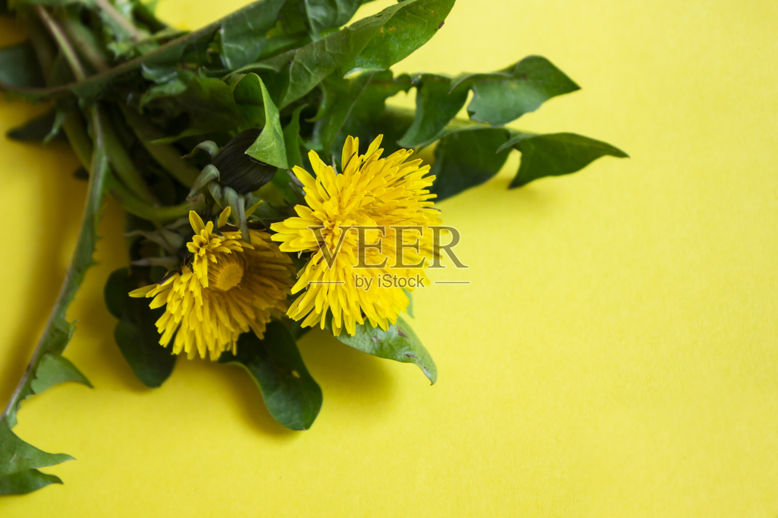 花。在阳光明媚的夏天或春天花园里的花。花为明信片美丽装饰和农业概念设计。美丽的花在热带花园。五颜六色的花。花的背景。鲜花花束。照片摄影图片