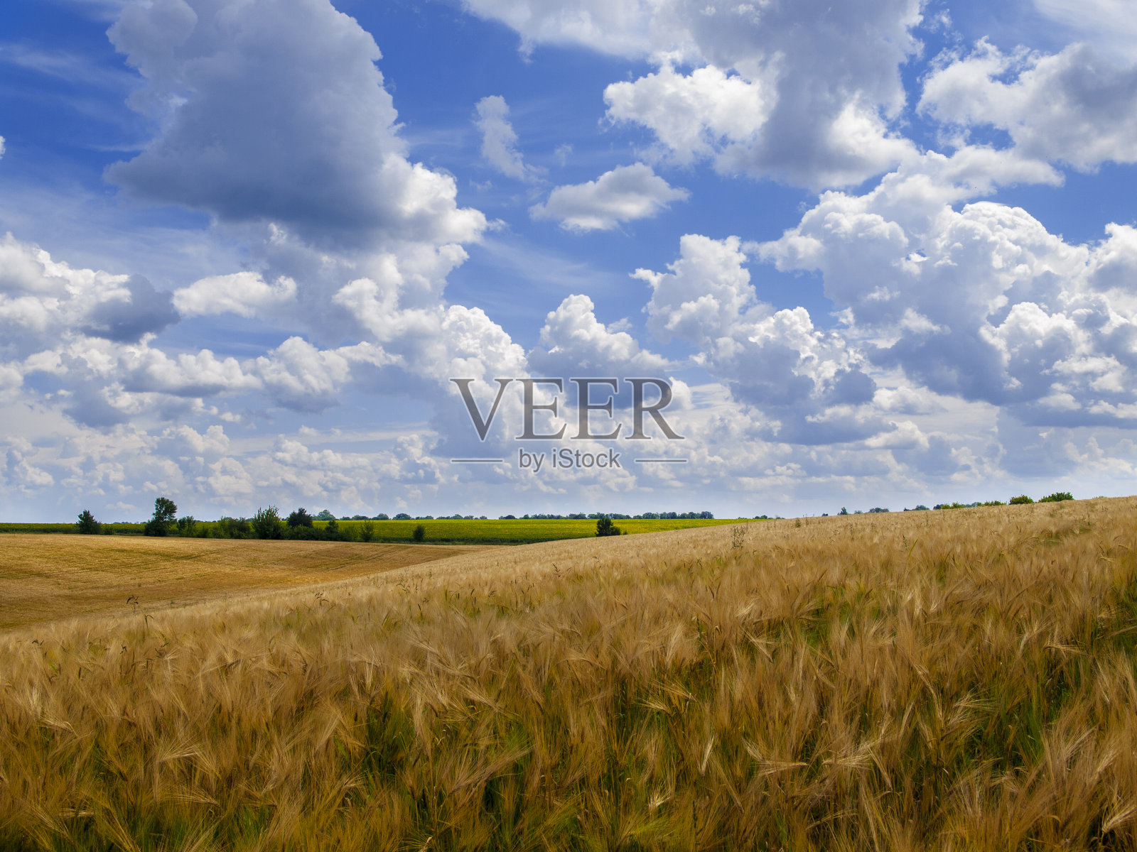 麦田和蓝天白云的景色照片摄影图片