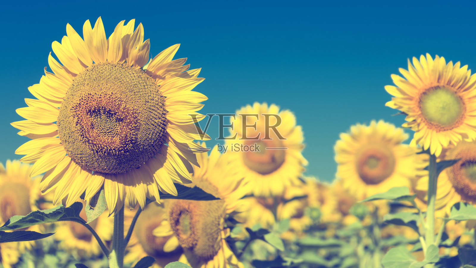 向日葵纹理和背景设计师。向日葵盛开的宏图。健美的。照片摄影图片