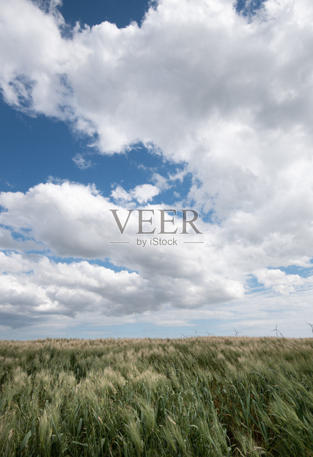 春天的天空映衬着绿色的农业谷物田照片摄影图片