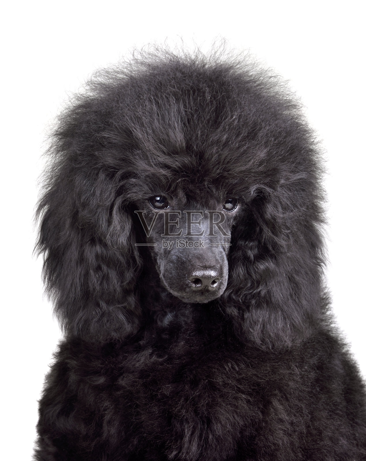 有趣的玩具狮子狗小狗照片摄影图片