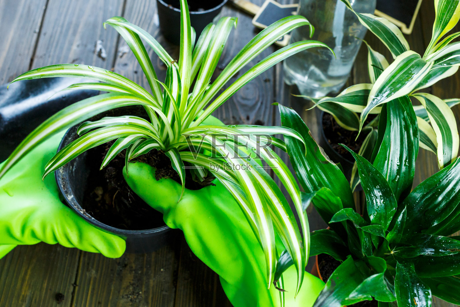 花盆里的幼苗,棕色木桌上制陶用的手套。室内园艺,植物浇水。春天,自然背景。照片摄影图片