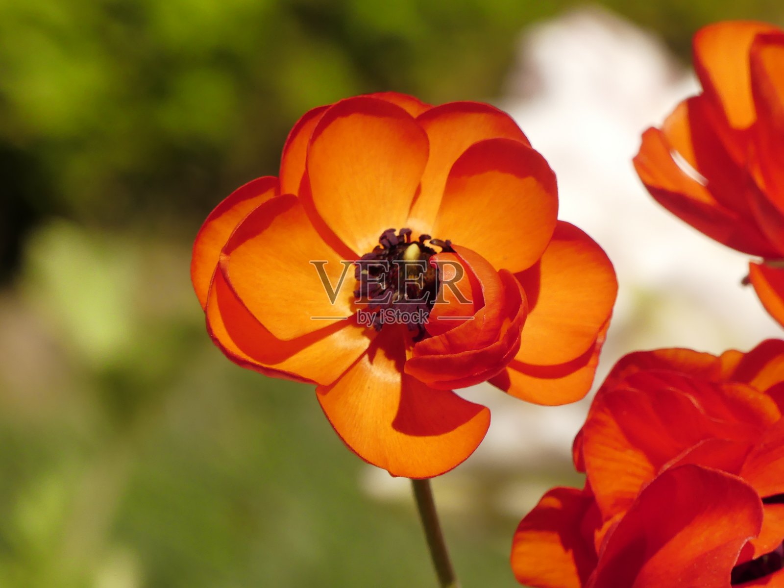 花照片摄影图片