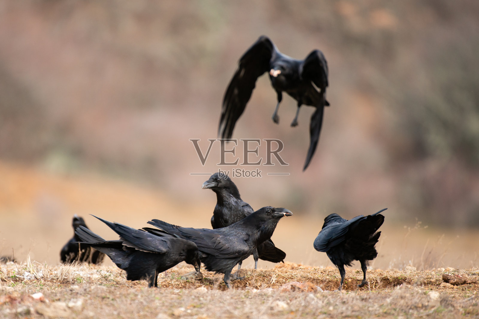 野鸟黑鸦。乌鸦座corax照片摄影图片