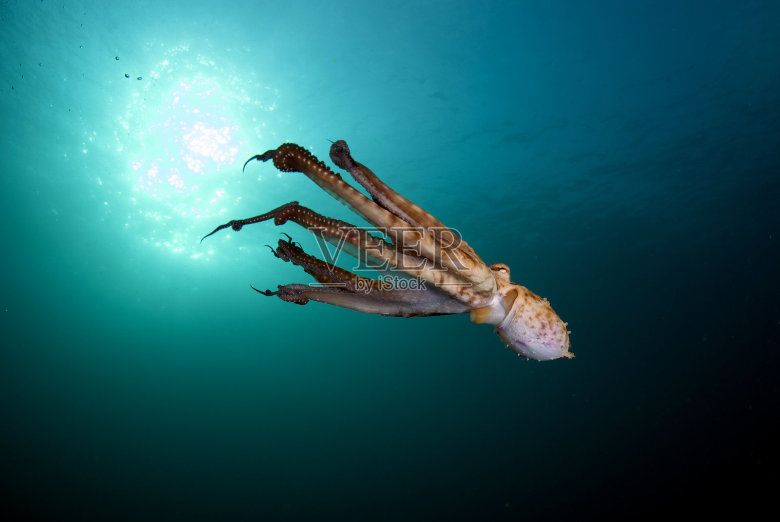 游泳章鱼。照片摄影图片