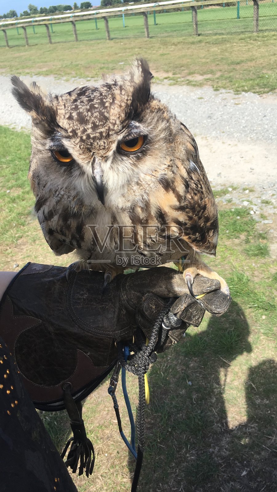 猫头鹰照片摄影图片