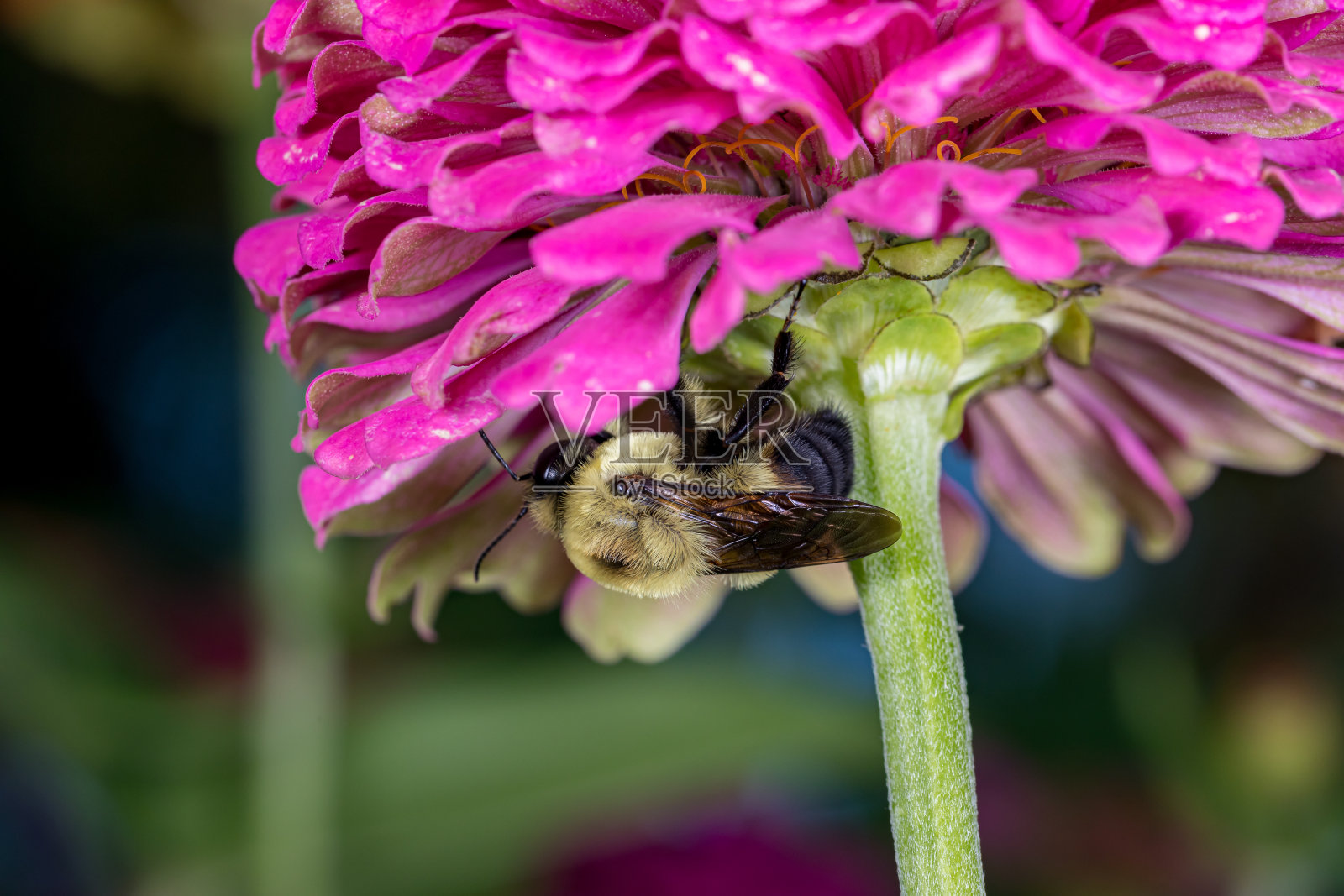 大黄蜂正在吸食百日草野花的花蜜。昆虫和野生动物保护、栖息地保护和后院花园的概念照片摄影图片