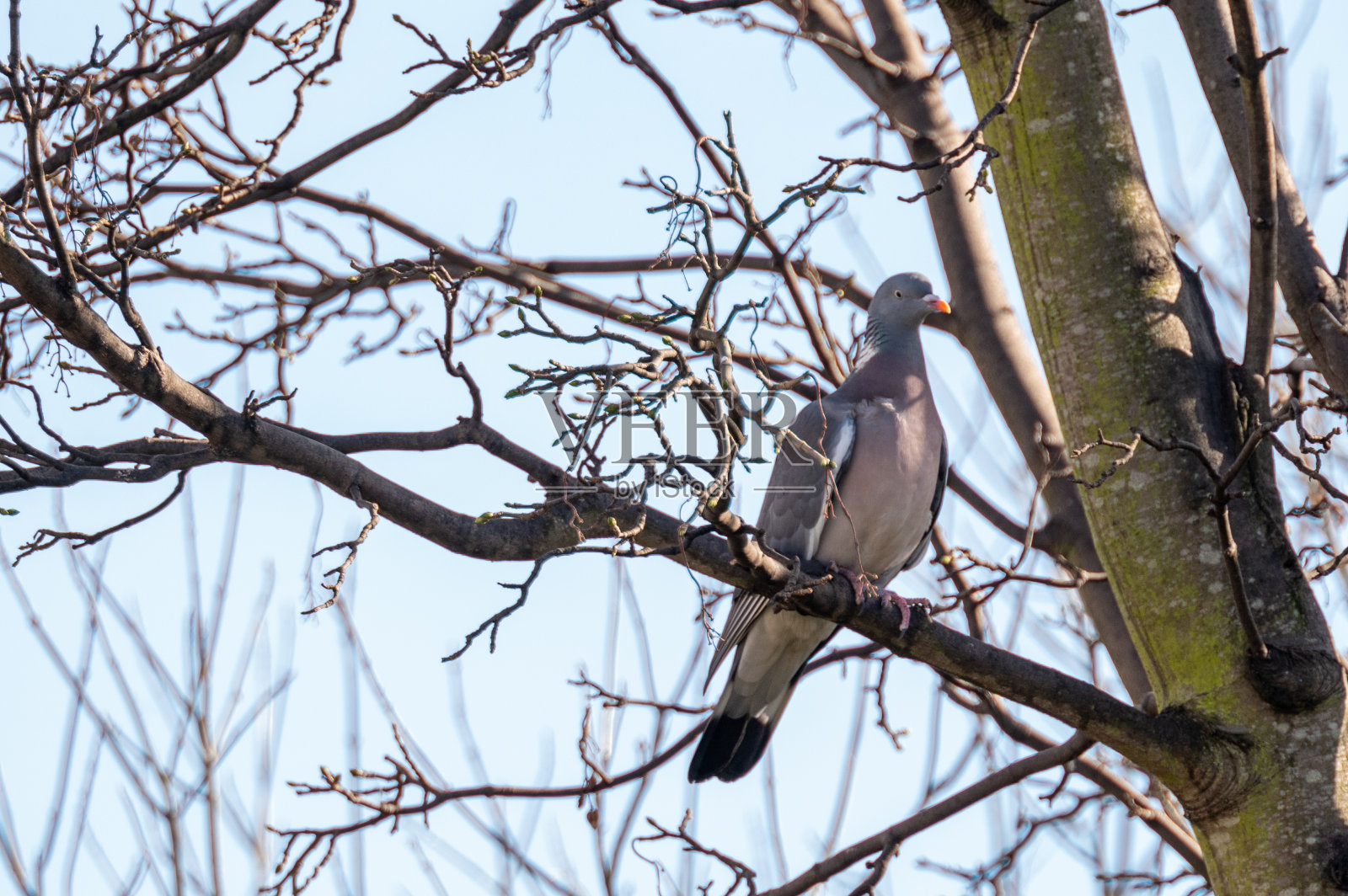 栖息在树枝上的木鸽照片摄影图片